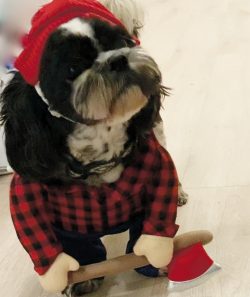 A black and white dog in a lumberjack costume.